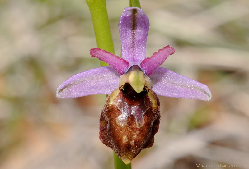 Orchidee del Chianti - Ophrys sphegodes e altre...